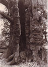 Todwick Trysting Tree 1959